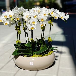 Orchid Arrangement