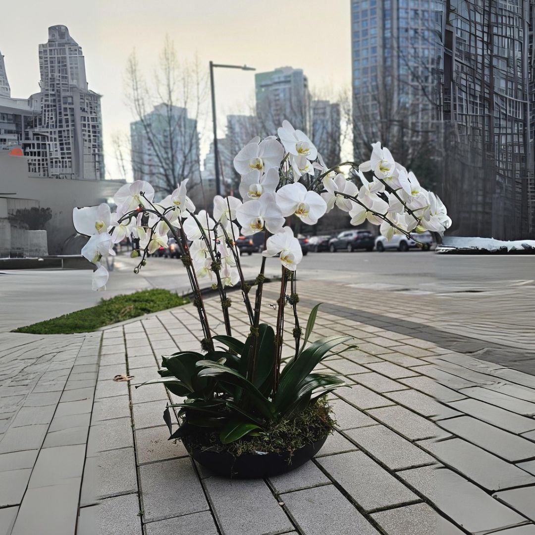 Orchid